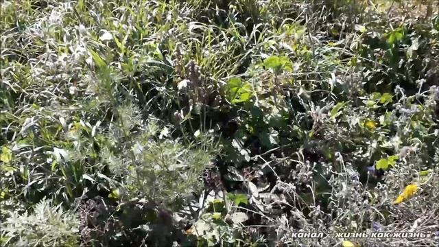 Огород в сентябре смотреть онлайн