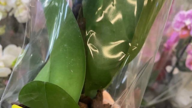 ОБЗОР ОРХИДЕЙ В ЛЕРУА МЕРЛЕН (Лемана ПРО) Сортовые Орх? смотреть онлайн