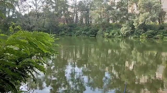 Осокорки. рыбалка. 23.07.2023 г. смотреть онлайн