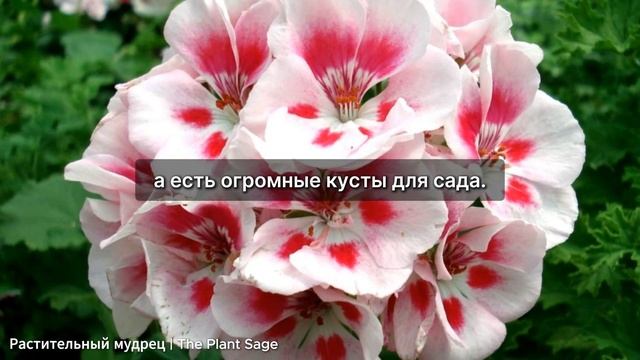 ЧТО ЗНАЧИТ ЗОНАЛЬНГАЯ ПЕЛАРГОНИЯ? ВСЁ, ЧТО НУЖНО ЗНАТЬ
