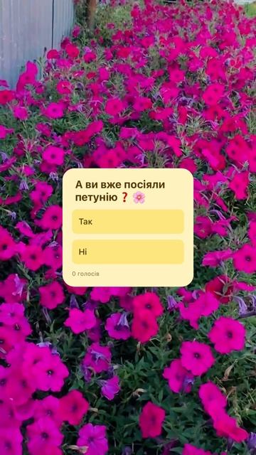 Петунія Тайдал черрі ( Tidal wave Cherry)🍒 смотреть онлайн