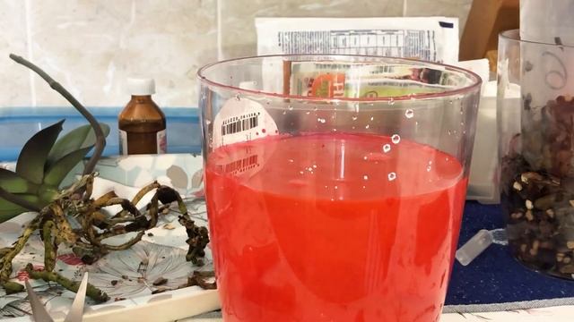 ЧЁРНОЕ ПЯТНО НА ШЕЕ ОРХИДЕИ • лечу Максимом смотреть онлайн