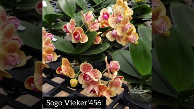 Названия Азиатских Орхидей/Asian Orchids/@mikiorchids