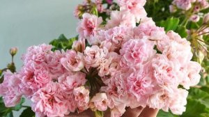 #29. ЮВ Баронесса - сорт пеларгонии