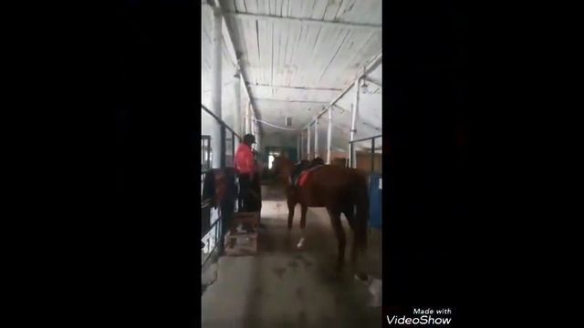 Конный влог.Я первый раз верхом на лошади смотреть онлайн