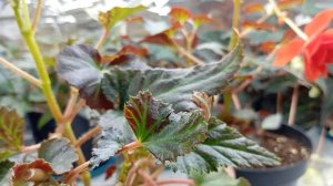Бегония Иллюминейшн Оранж (Begonia Illumination Orange)
