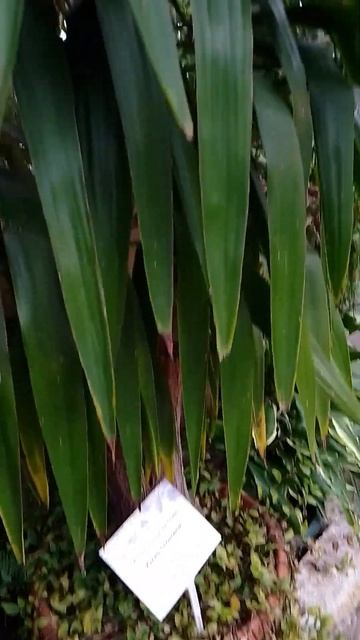 Оранжерея 🌿 смотреть онлайн