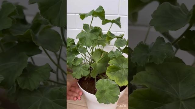 Пеларгония Мерлезон-2 ❤️ #пеларгония #flowers #цветынабал смотреть онлайн