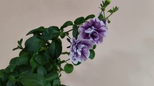 Петуния Тумберлина Присцила (Tumbelina Priscilla)