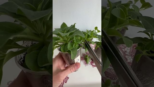 Как прищипывать петунии для пышного куста #рассадапет смотреть онлайн