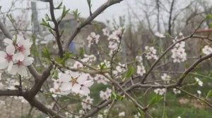 Наш крымский участок ранней весной