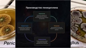 Урок 24 | 7 класс.Биология.Плесневые грибы и дрожжи