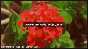 ПОЧЕМУ ВАША ГЕРАНЬ НЕ ЦВЕТЁТ? ПОПРОБУЙТЕ ЭТУ ПОДКОРМК?