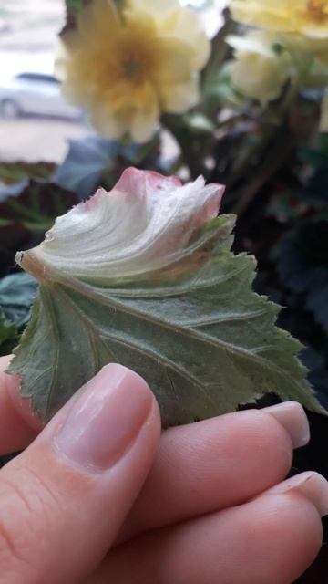 необычный листик )) #лист #цветок #бегония #мутант смотреть онлайн