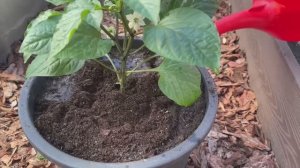 🌶️ ВЕДРО УРОЖАЯ: КАК ВЫРАСТИТЬ СУПЕРРАННИЙ ПЕРЕЦ В ВЕДРАХ!