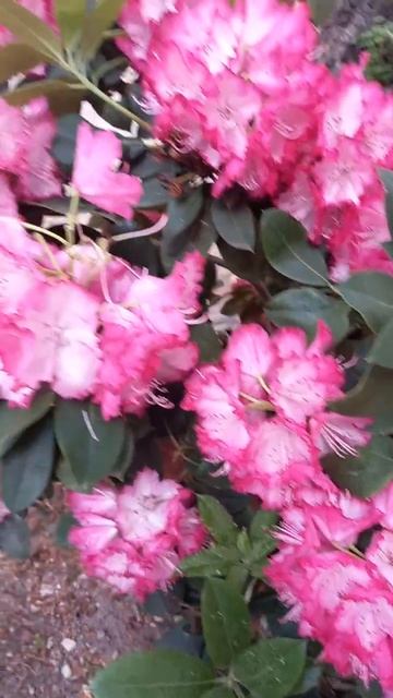 #италия #рододендрон #цветение #italy #rhododendron #blossom #rododendro # смотреть онлайн