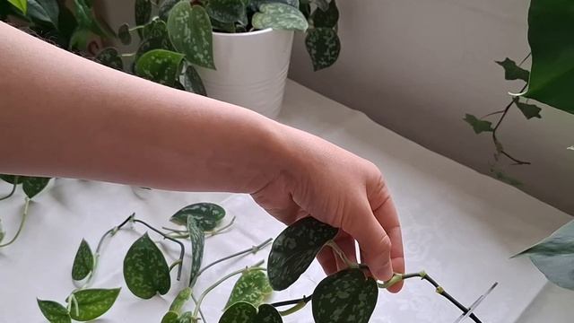 SATIN POTHOS propagation in water / СЦИНДАПСУС ПИКТУС - размножение в ? смотреть онлайн