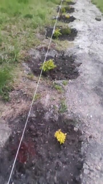 мы посадили саженцы для живой изгороди #живаяизгородь смотреть онлайн