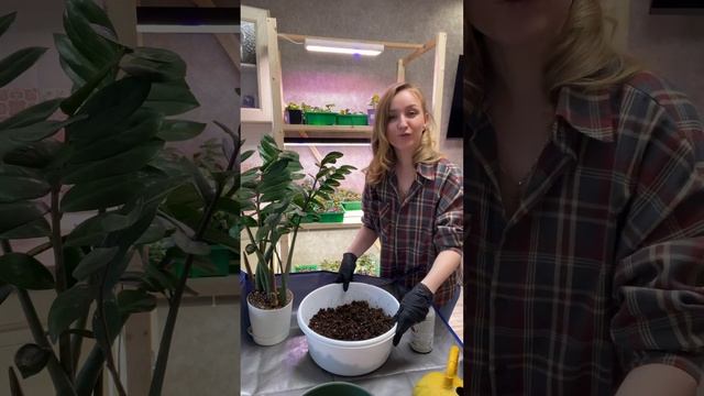 #замиокулькас #пересадказамиокулькаса #грунтдляцвето смотреть онлайн