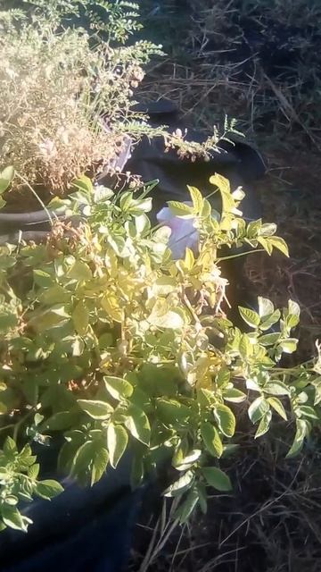 Картошка в горшке смотреть онлайн