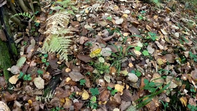 Есть ли ГРИБЫ в ПОДМОСКОВЬЕ в НАЧАЛЕ ОКТЯБРЯ после оби