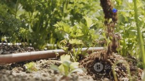 ВЫРАЩИВАНИЕ КАРТОФЕЛЯ В ВЕДРЕ