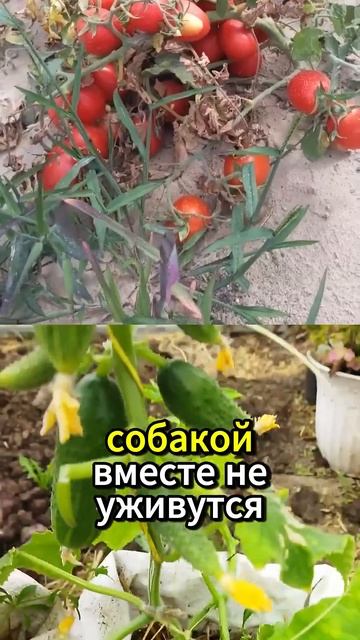 РИСК! Худшие соседи на огороде! #дача #огород #морковь #? смотреть онлайн