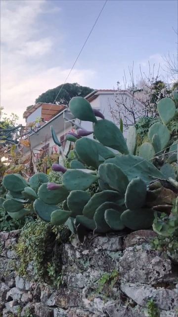 🌵🌵 Съедобные кактусы 🌵 смотреть онлайн