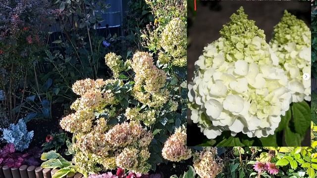Гортензии в сентябре/названия сортов.