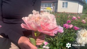 Kayleigh Ann peony. Кэлли Энн пион. Пулков сад (2024 г)