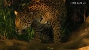 Ягуар: Призрак Амазонки | Интересные факты про ягуара