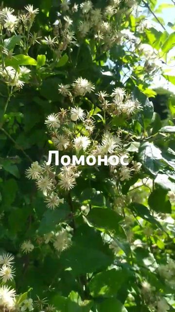 ломонос смотреть онлайн