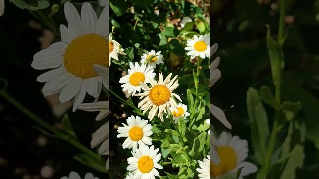 23 юни 2024 г. Маргаритка,обикновена маргариткаLeucanthemum vulg смотреть онлайн