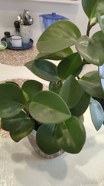 #пеперомия #комнатныерастения смотреть онлайн