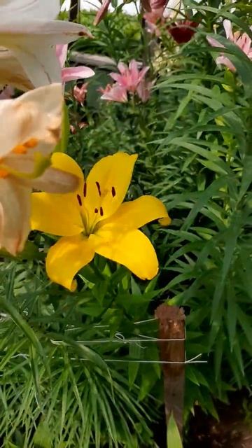 #цветы #лилиягигант #лилия #flowers # смотреть онлайн