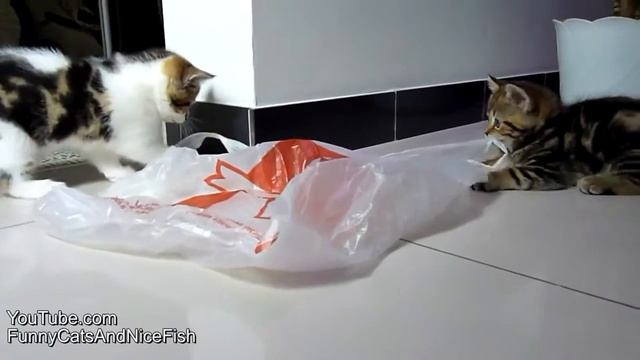 Смешные кошки и сумка! смотреть онлайн
