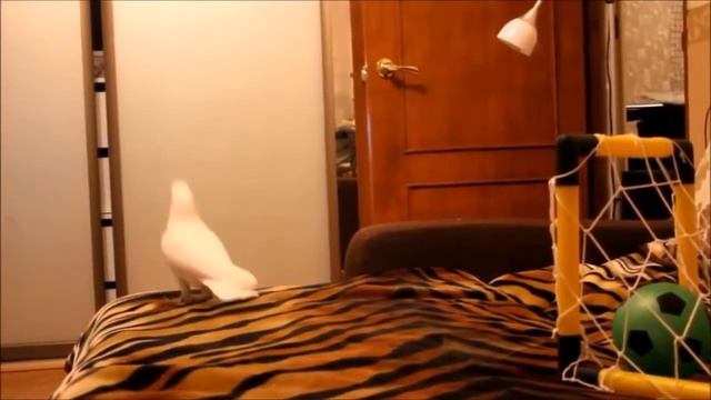 Попугай прикольно танцует смотреть онлайн