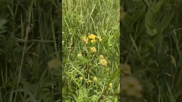 Целебные травы смотреть онлайн