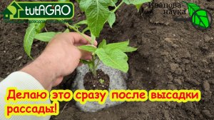 Как не испортить рассаду томатов сразу после посадки. ДЕЛАЮ ЭТО СРАЗУ ПОСЛЕ ПОСАДКИ и ОЧЕНЬ ДОВОЛЕН