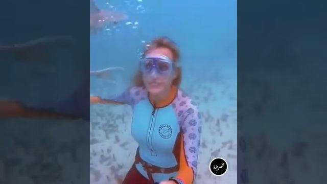 Пингвины овечки и прочее