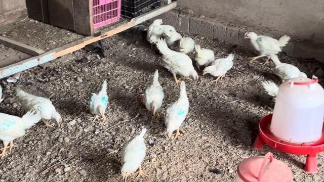 Выращивание цыплят в домашних условиях, сегодн цыплят смотреть онлайн
