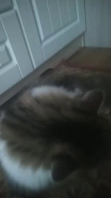 кот Симба любит мяту смотреть онлайн