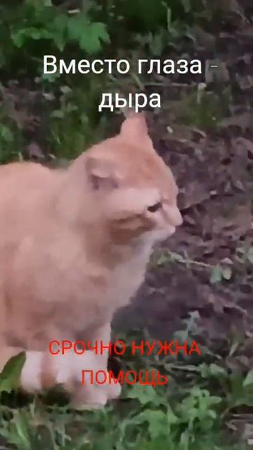 Санкт-Петербург, Помогите пожалуйста спасти котика! У смотреть онлайн
