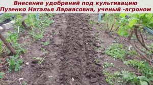 Вносим удобрение на виноградник- диамофоску из расчета 2тонны 700 кг с трех соток.