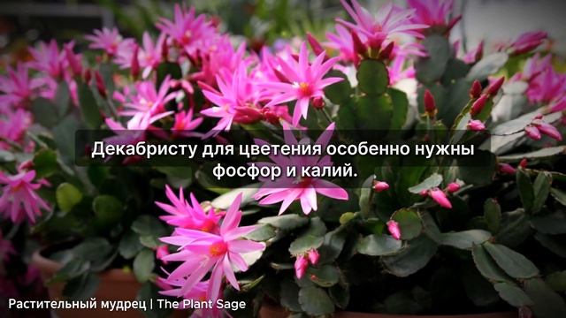 ДЕКАБРИСТ НЕ ЦВЕТЕТ, ЧТО ДЕЛАТЬ? 5 ПРОВЕРЕННЫХ РЕШЕНИЙ смотреть онлайн