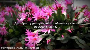 ДЕКАБРИСТ НЕ ЦВЕТЕТ, ЧТО ДЕЛАТЬ? 5 ПРОВЕРЕННЫХ РЕШЕНИЙ