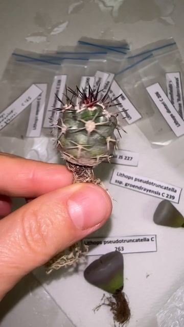 #посылка #дождь #cactus #succulents смотреть онлайн