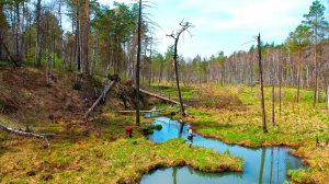 Щуки звереют после нереста! Ручей кишит рыбой! Приключения на лесной речке, первая рыбалка