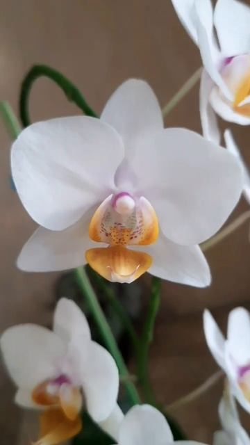 Орхидея SF12 (Снежинка) смотреть онлайн