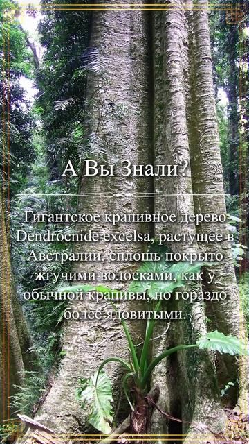 А Вы Знали? Крапива: Не только колючка #shorts #авызнали смотреть онлайн
